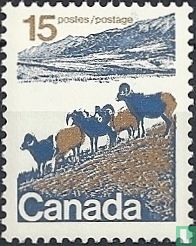 Mouflons de l'ouest canadien