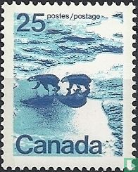 Eisbären im Norden Kanadas