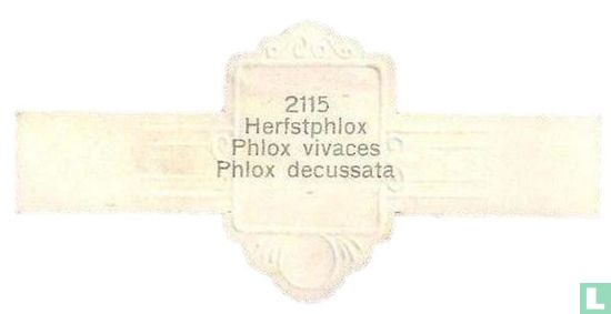 Herfstphlox - Phlox decussata - Afbeelding 2