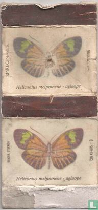 Heliconius melpomene - aglaope