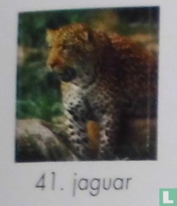 41. Jaguar