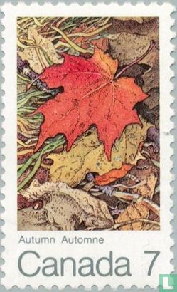 Maple Leaves (Autumn)