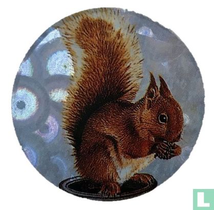 Squirrel - Image 1