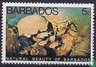 Natürliche Schönheit auf Barbados