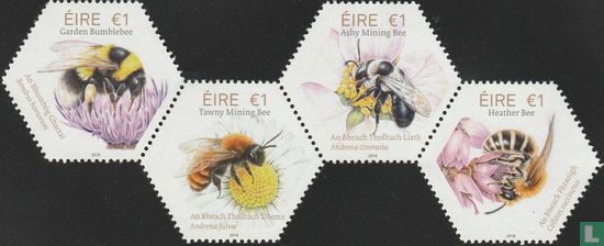Irische einheimische Bienen