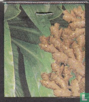 Ginger - Afbeelding 3