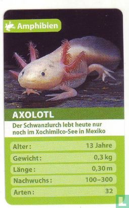 Axolotl - Afbeelding 1