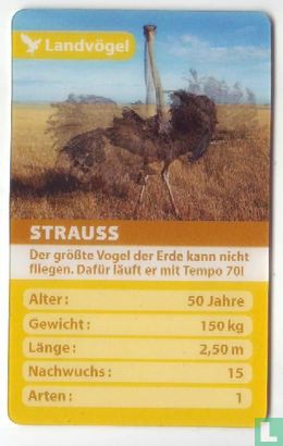 Strauss - Image 1