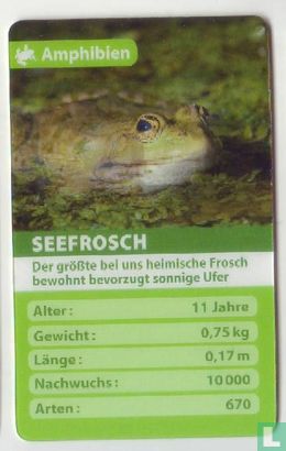 Seefrosch - Bild 1