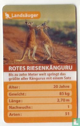 Rotes Riesenkänguru - Afbeelding 1