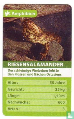 Riesensalamander - Image 1