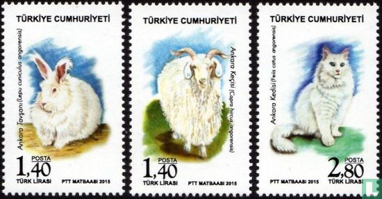 Domestic animals Ankara province