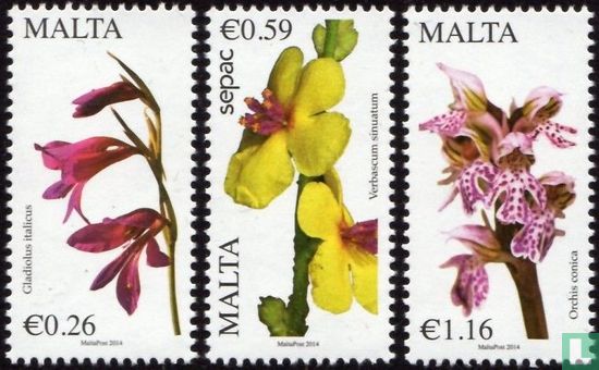 Flore maltais