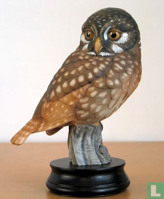 Pygmy Owl - Image 1