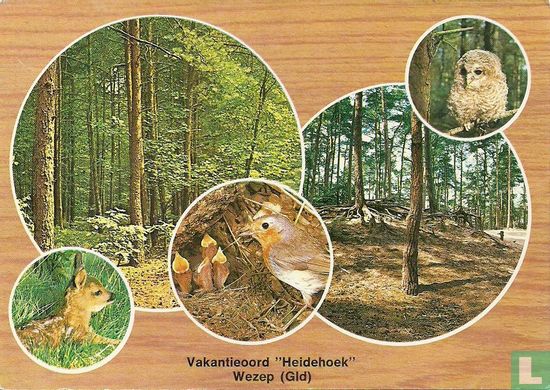Vakantieoord Heidehoek - Wezep (Gld) - Afbeelding 1