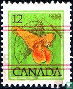 Kanadisches Springkraut 