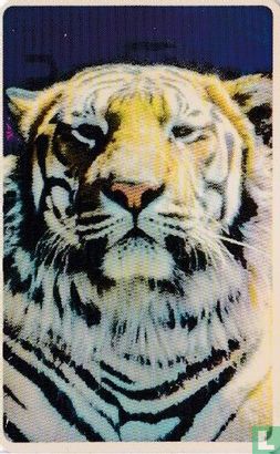 Tijger - Bild 2