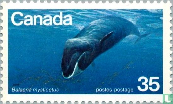 Groenlandse walvis