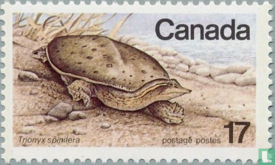 Spiny softshell Turtle