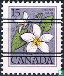 Violette du Canada
