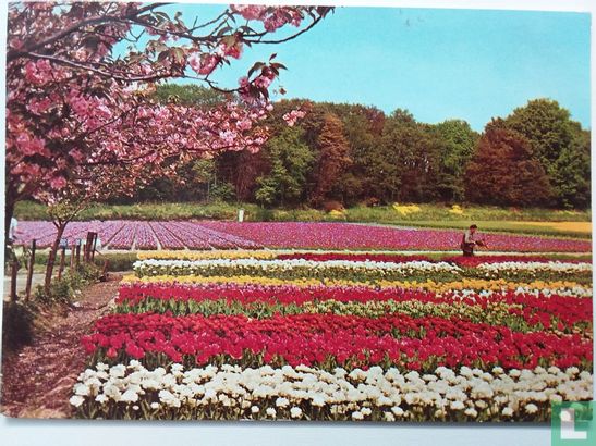 Bloemenland - Image 1