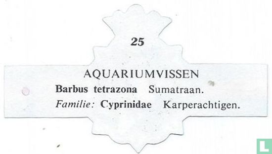 Barbus tetrazona Sumatraan. - Afbeelding 2
