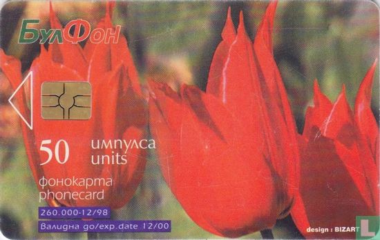 Tulipa rhodopaea - Afbeelding 1