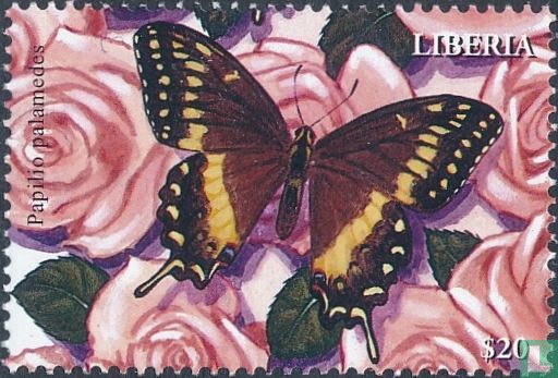 Butterflies  