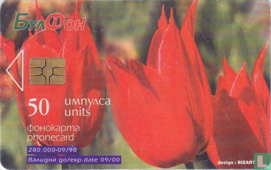 Tulipa rhodopaea - Image 1