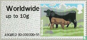 Welsh Black