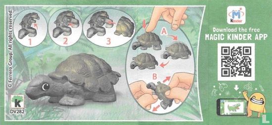 Schildkröte - Bild 3