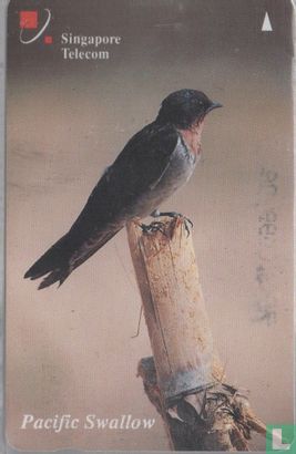 Pacific Swallow - Afbeelding 1