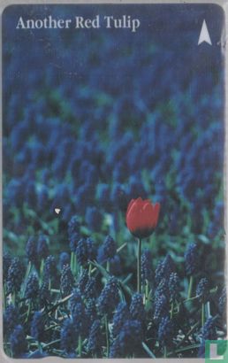Another Red Tulip - Image 1