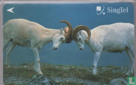 Goats - Afbeelding 1