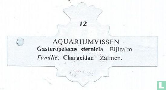 Gasteropelecus sternicla Bijlzalm - Afbeelding 2