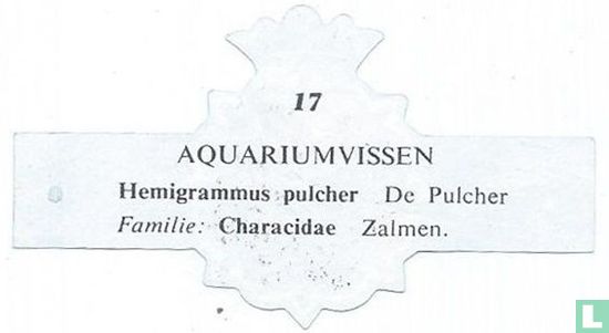 Hemigrammus pulcher De Pulcher - Afbeelding 2