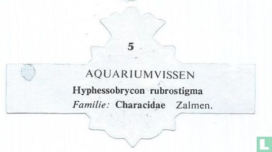 Hyphessobrycon rubrostigma - Afbeelding 2
