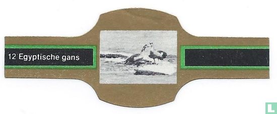 Egyptische gans - Image 1