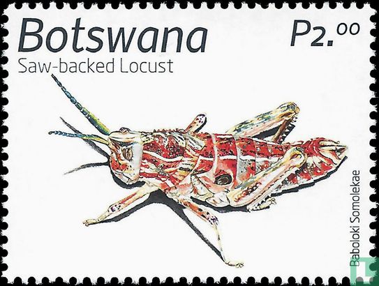 Wirbellose Tiere der Kalahari: Insekten
