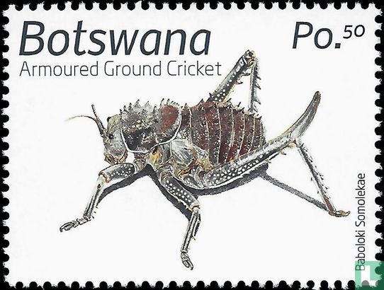 Wirbellose Tiere der Kalahari: Insekten