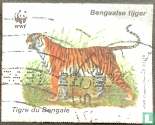 Bengaalse tijger/ Tigre du Bengale