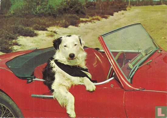 Hond in cabrio - Image 1
