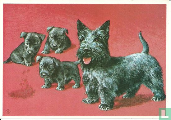 Voor het Kind - Honden 2e serie - Schotse terrier - Bild 1