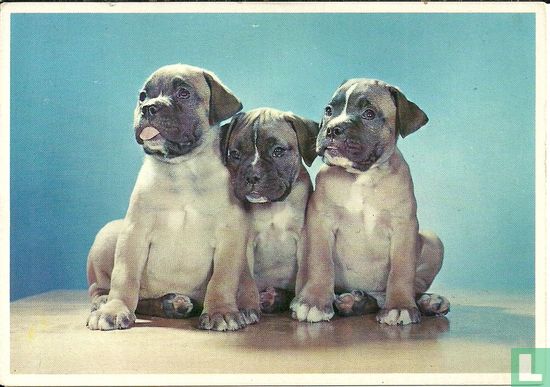 Voor het Kind - Honden 1e serie - Boxer pups - Afbeelding 1