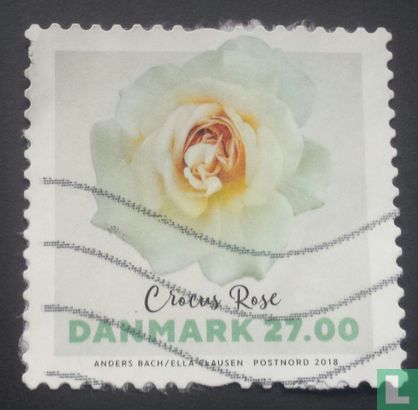 Crocus Rose - Image 1