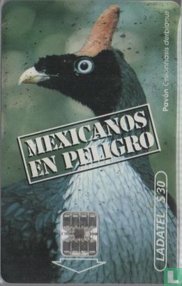 Mexicanos en Peligro - Afbeelding 1