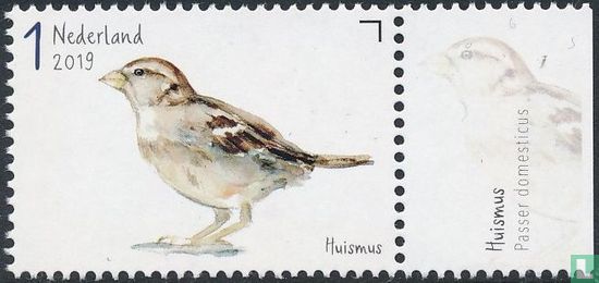 Garden birds - House sparrow