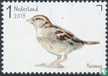 Garden birds - House sparrow