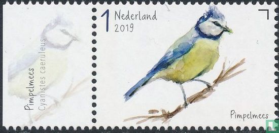 Oiseaux de jardin - Mésange bleue