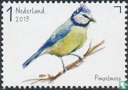 Oiseaux de jardin - Mésange bleue
